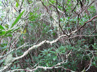 Plot Code: GRSM_AA_0439_2