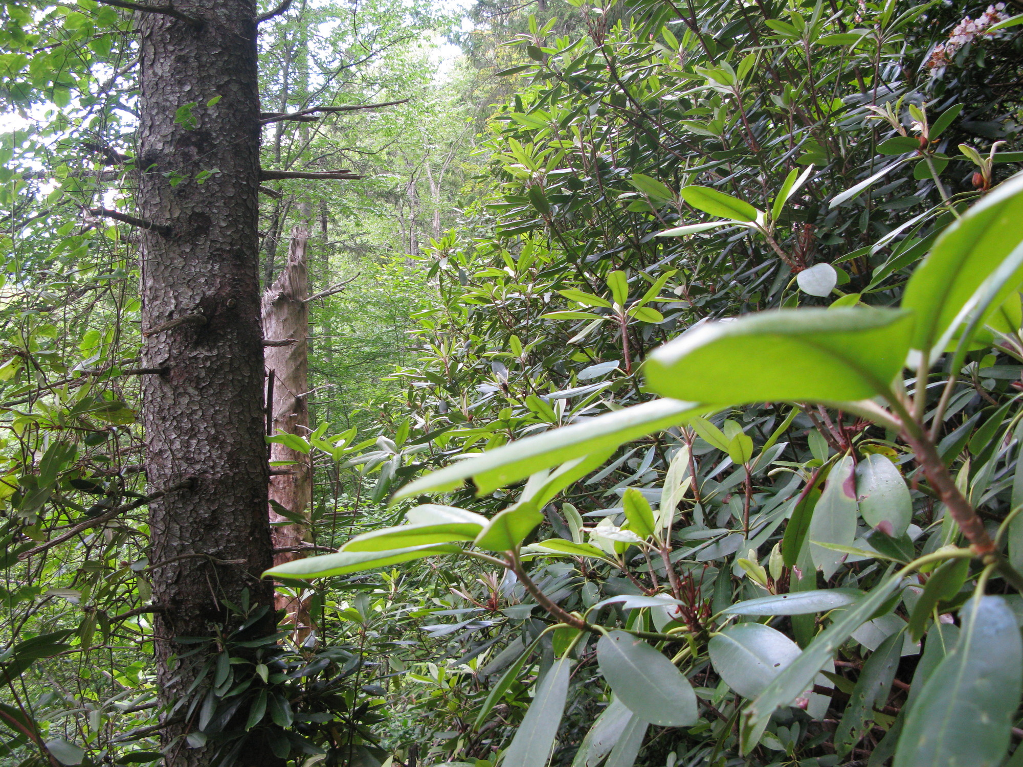 GRSM Accuracy Assessment. Plot Code: GRSM_AA_0158_2