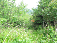 GRSM Accuracy Assessment. Plot Code: GRSM_AA_0628_4