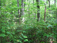 GRSM Accuracy Assessment. Plot Code: GRSM_AA_0824_2