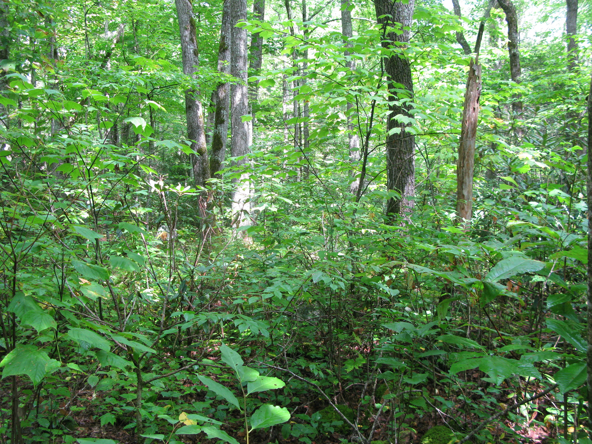 GRSM Accuracy Assessment. Plot Code: GRSM_AA_0824_2