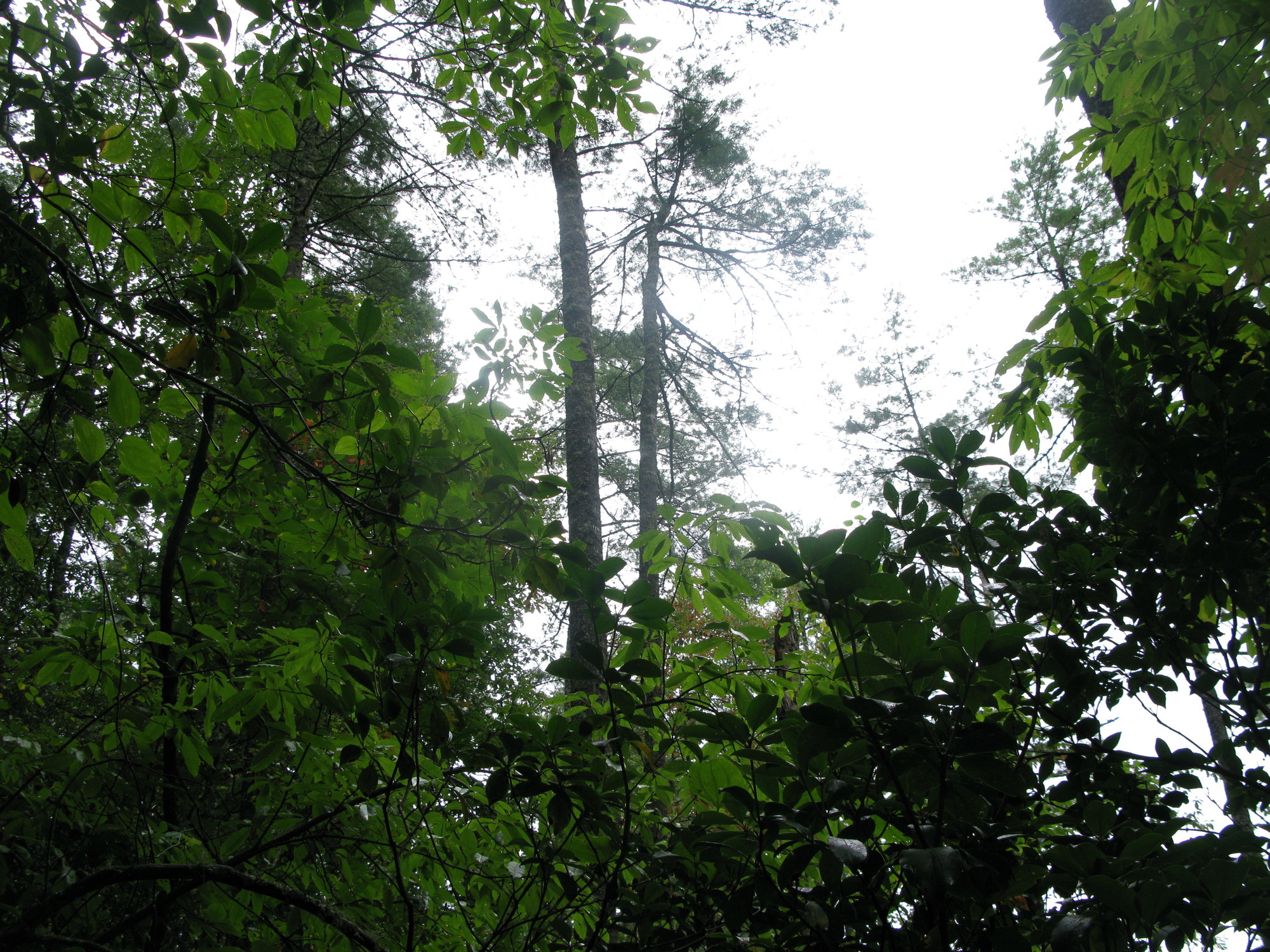 GRSM Accuracy Assessment. Plot Code: GRSM_AA_0211_6