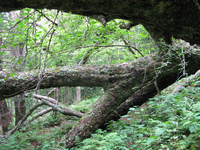 GRSM Accuracy Assessment. Plot Code: GRSM_AA_0874_3