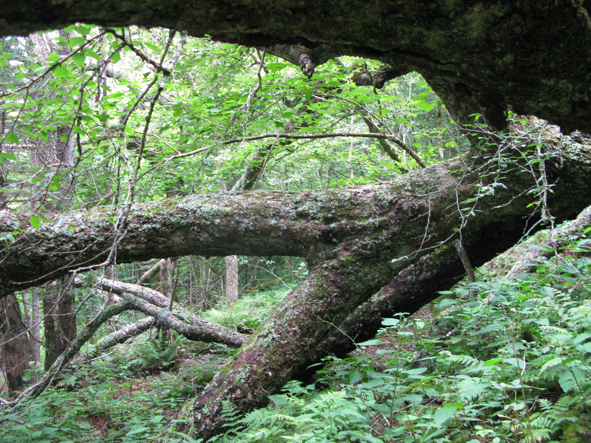 GRSM Accuracy Assessment. Plot Code: GRSM_AA_0874_3