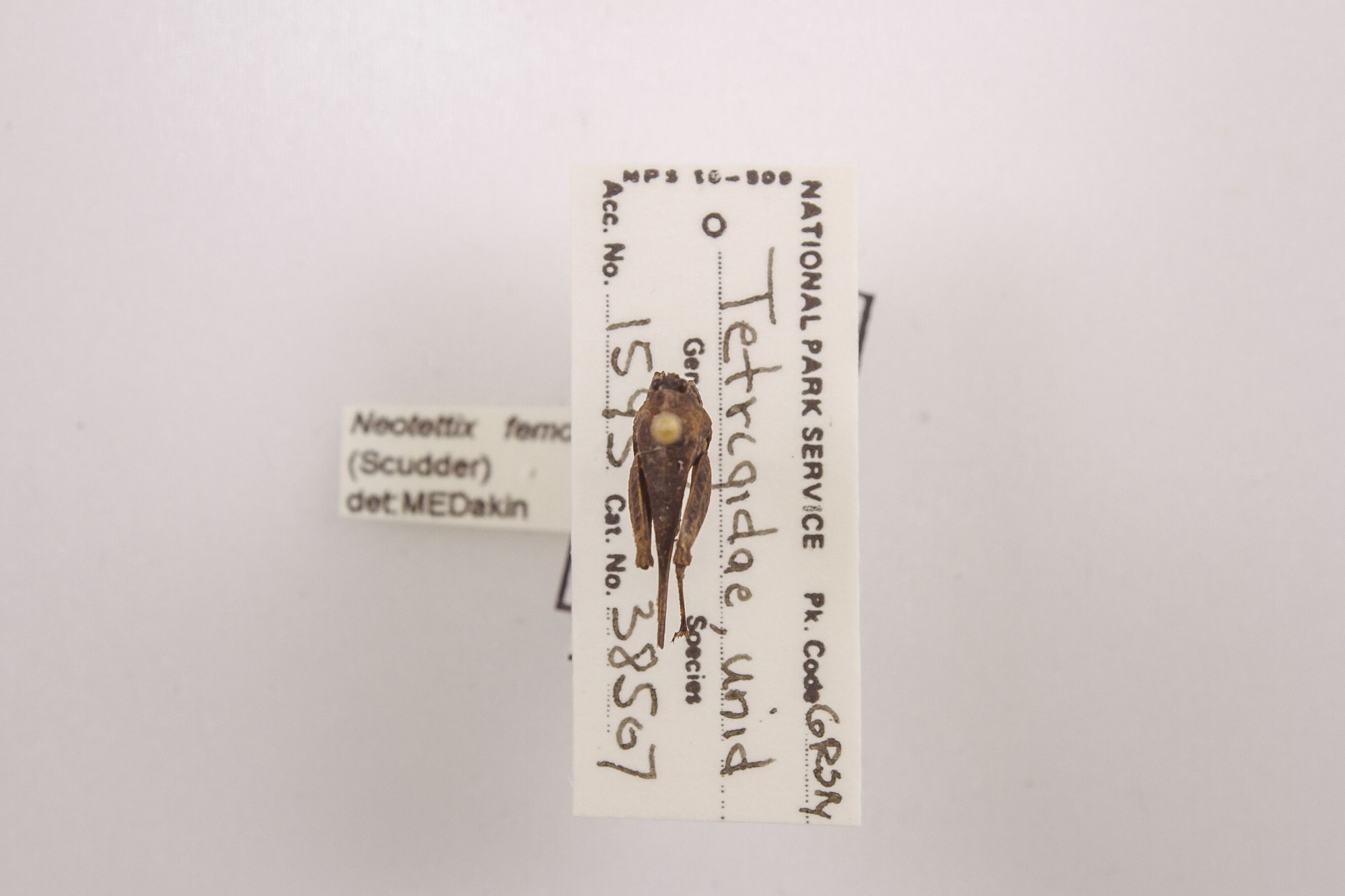 Image of Neotettix femoratus, a species of Animalia