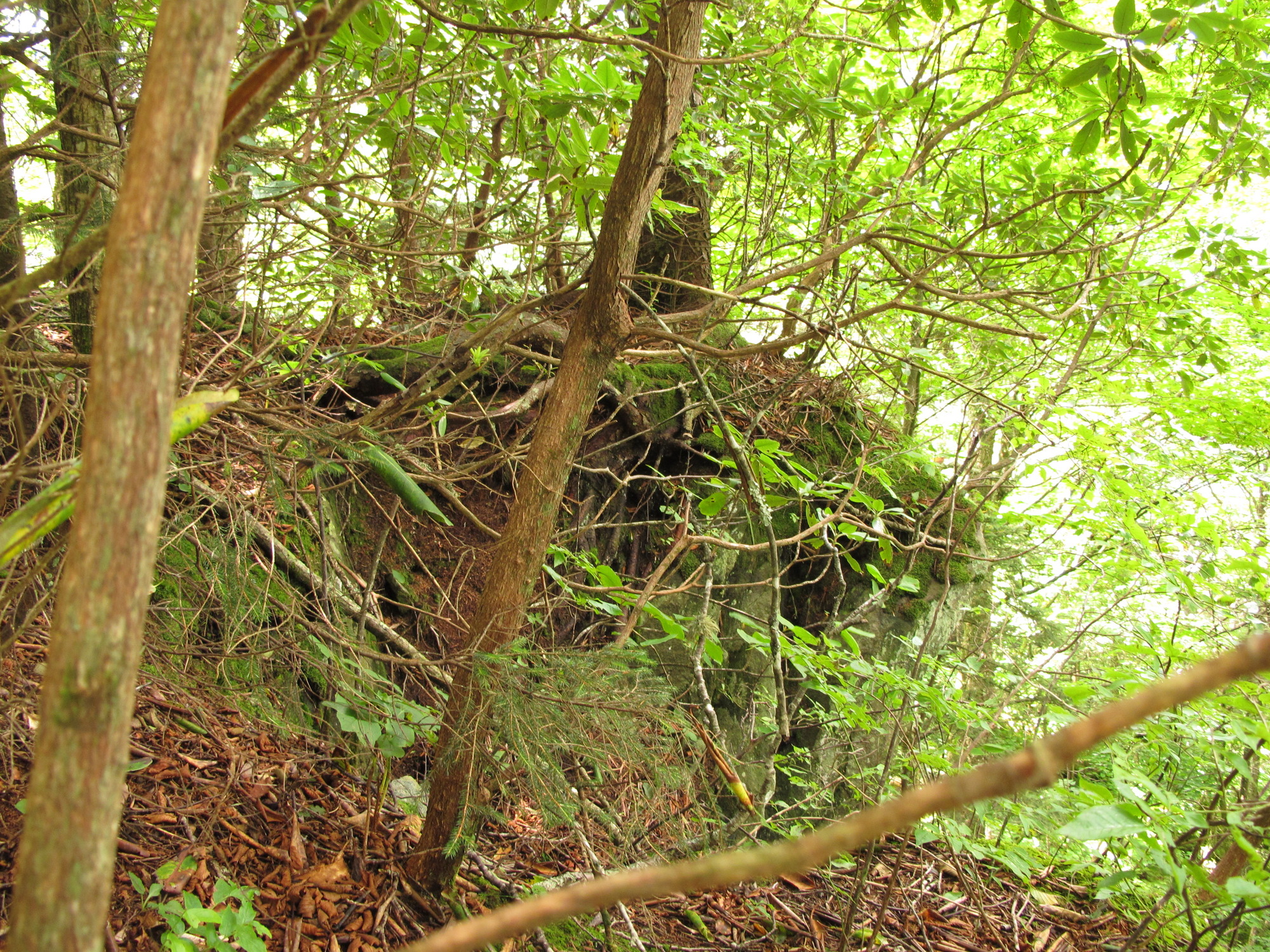 Plot Code: GRSM_AA_0582_5