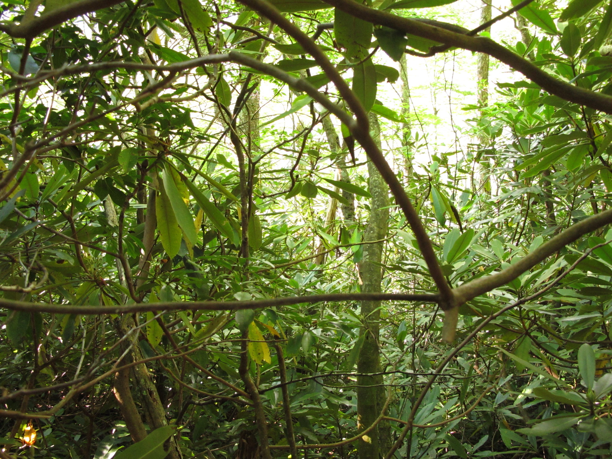 Plot Code: GRSM_AA_0523_4