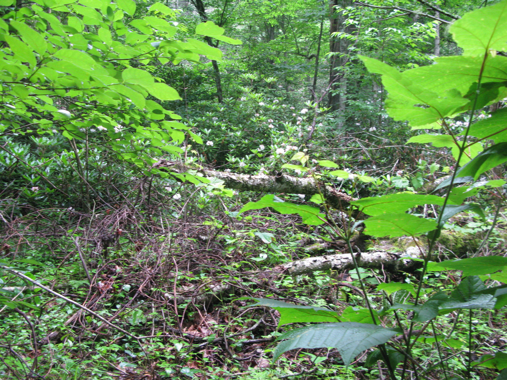 GRSM Accuracy Assessment. Plot Code: GRSM_AA_0105_2