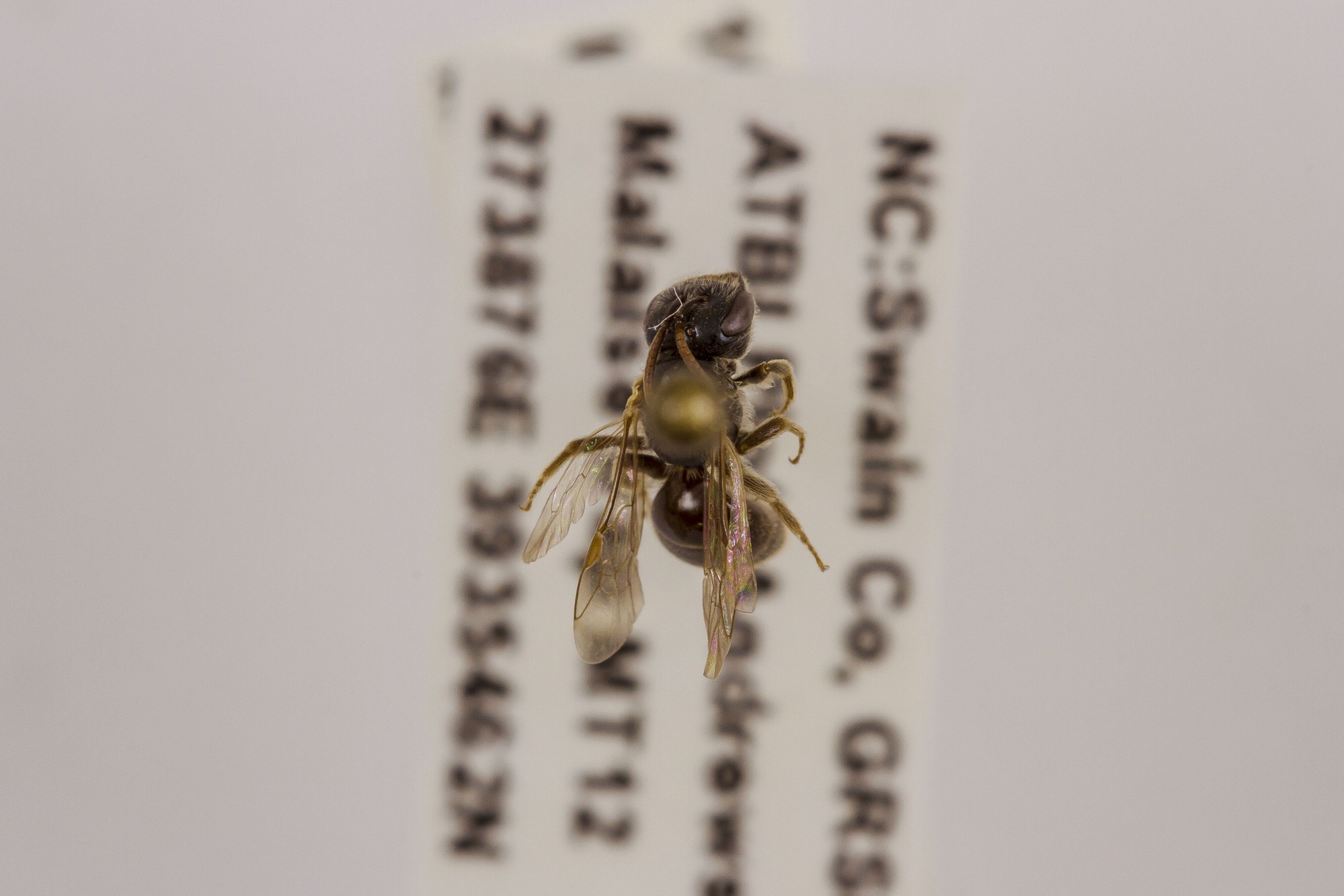 Image of Lasioglossum cephalotes, a species of Animalia