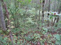 GRSM Accuracy Assessment. Plot Code: GRSM_AA_0033_2