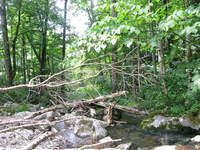 GRSM Accuracy Assessment. Plot Code: GRSM_AA_0850_6