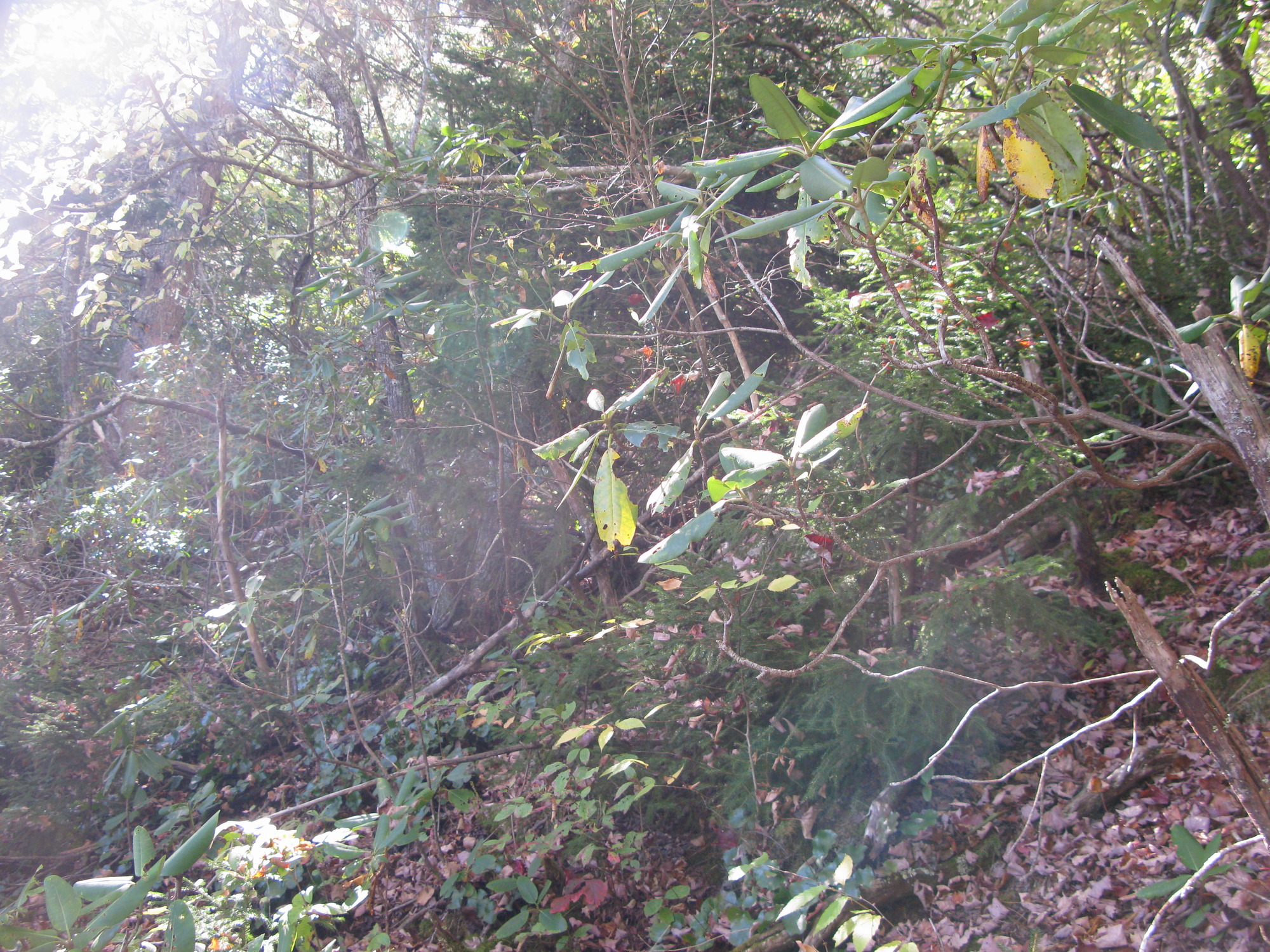 GRSM Accuracy Assessment. Plot Code: GRSM_AA_0325_5