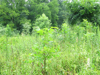 Plot Code: GRSM_AA_0653_2