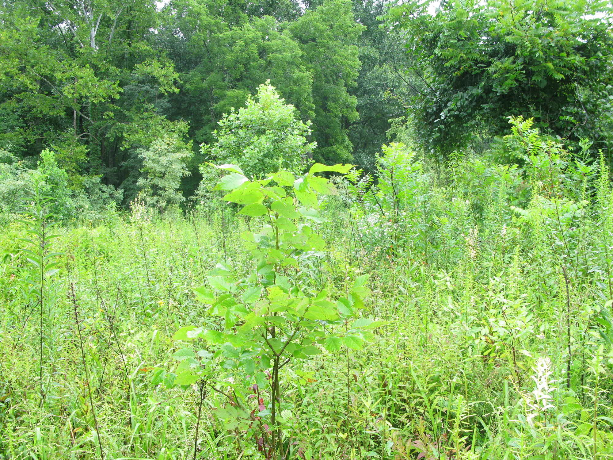 Plot Code: GRSM_AA_0653_2