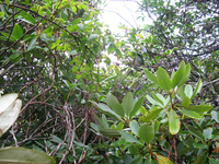 Plot Code: GRSM_AA_0369_4