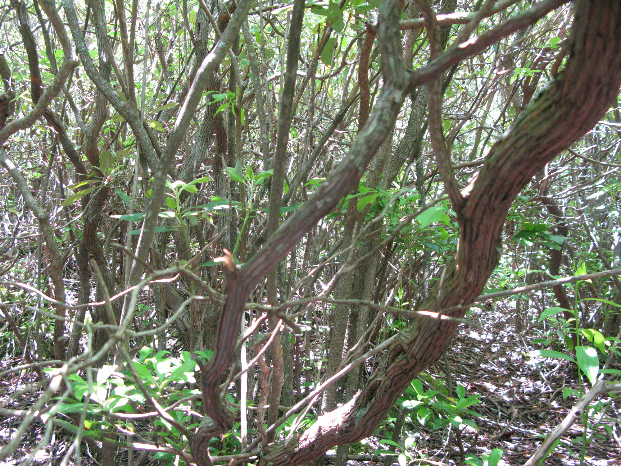 GRSM Accuracy Assessment. Plot Code: GRSM_AA_0445