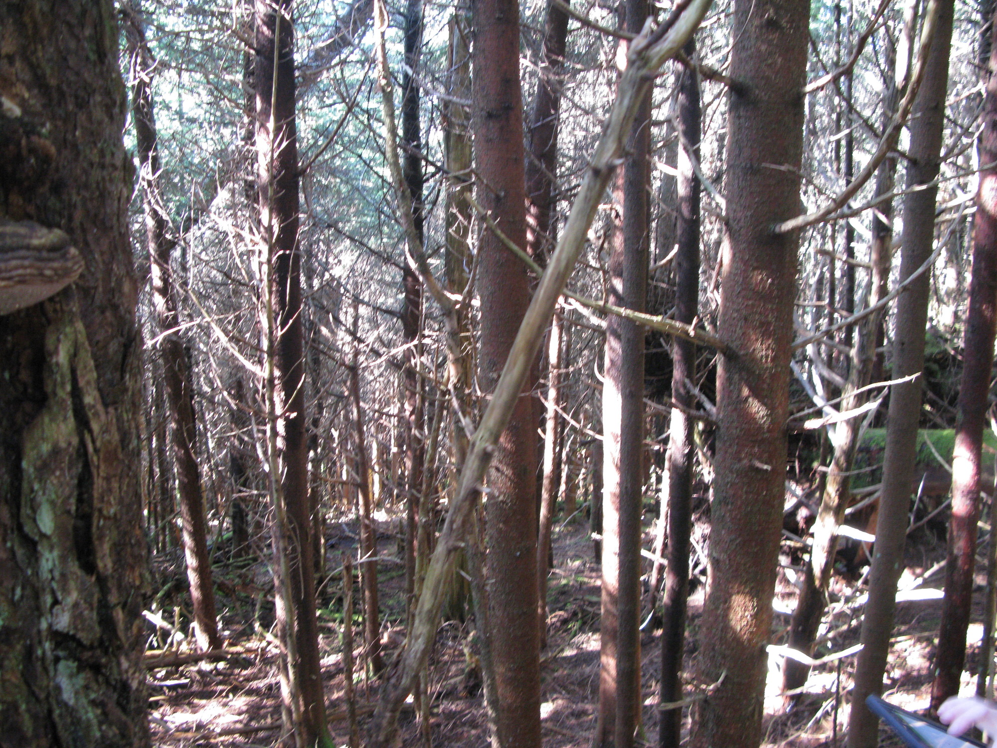 GRSM Accuracy Assessment. Plot Code: GRSM_AA_0061_4