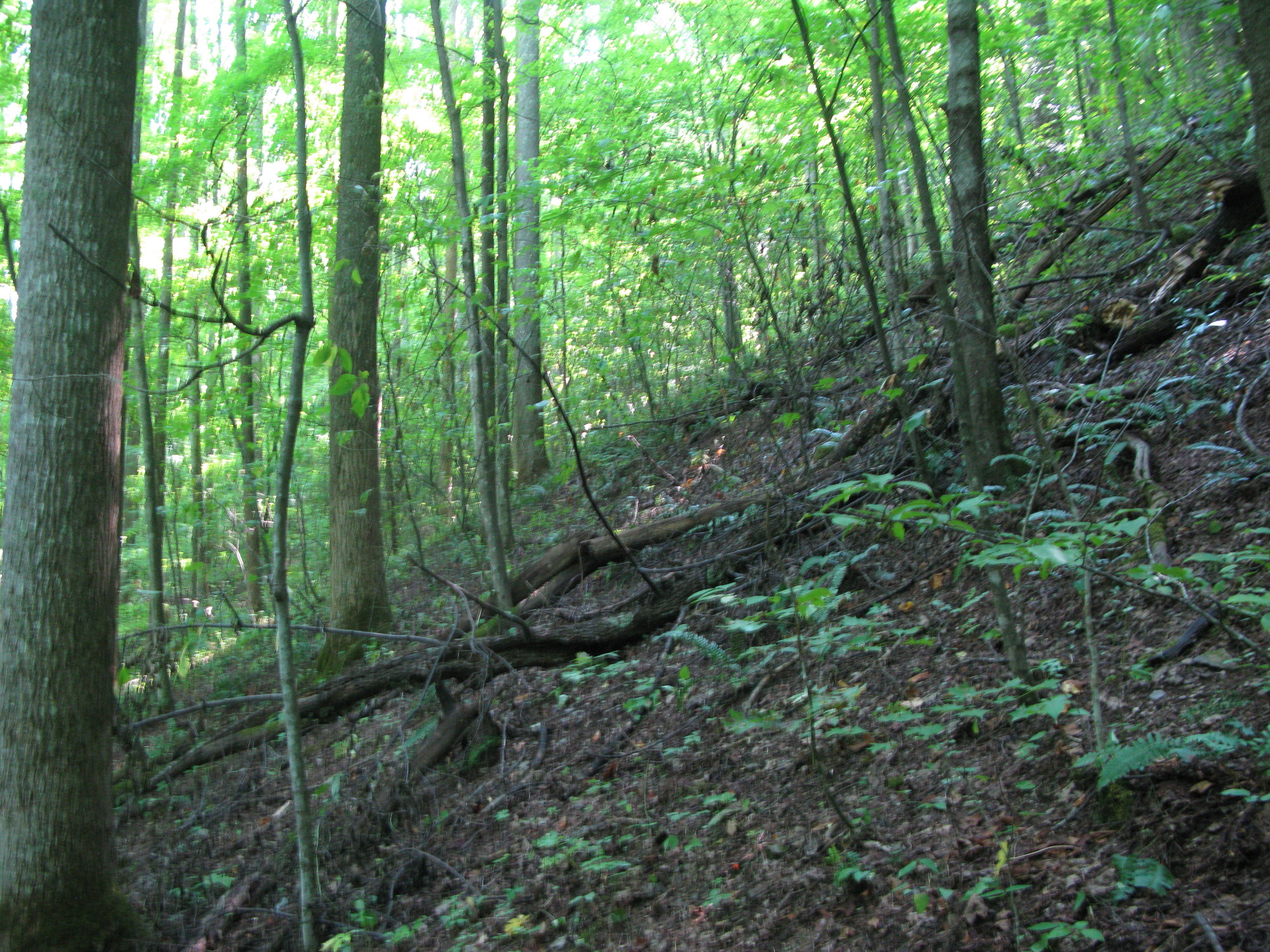 GRSM Accuracy Assessment. Plot Code: GRSM_AA_0516_3