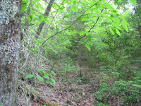 GRSM Accuracy Assessment. Plot Code: GRSM_AA_0816_1