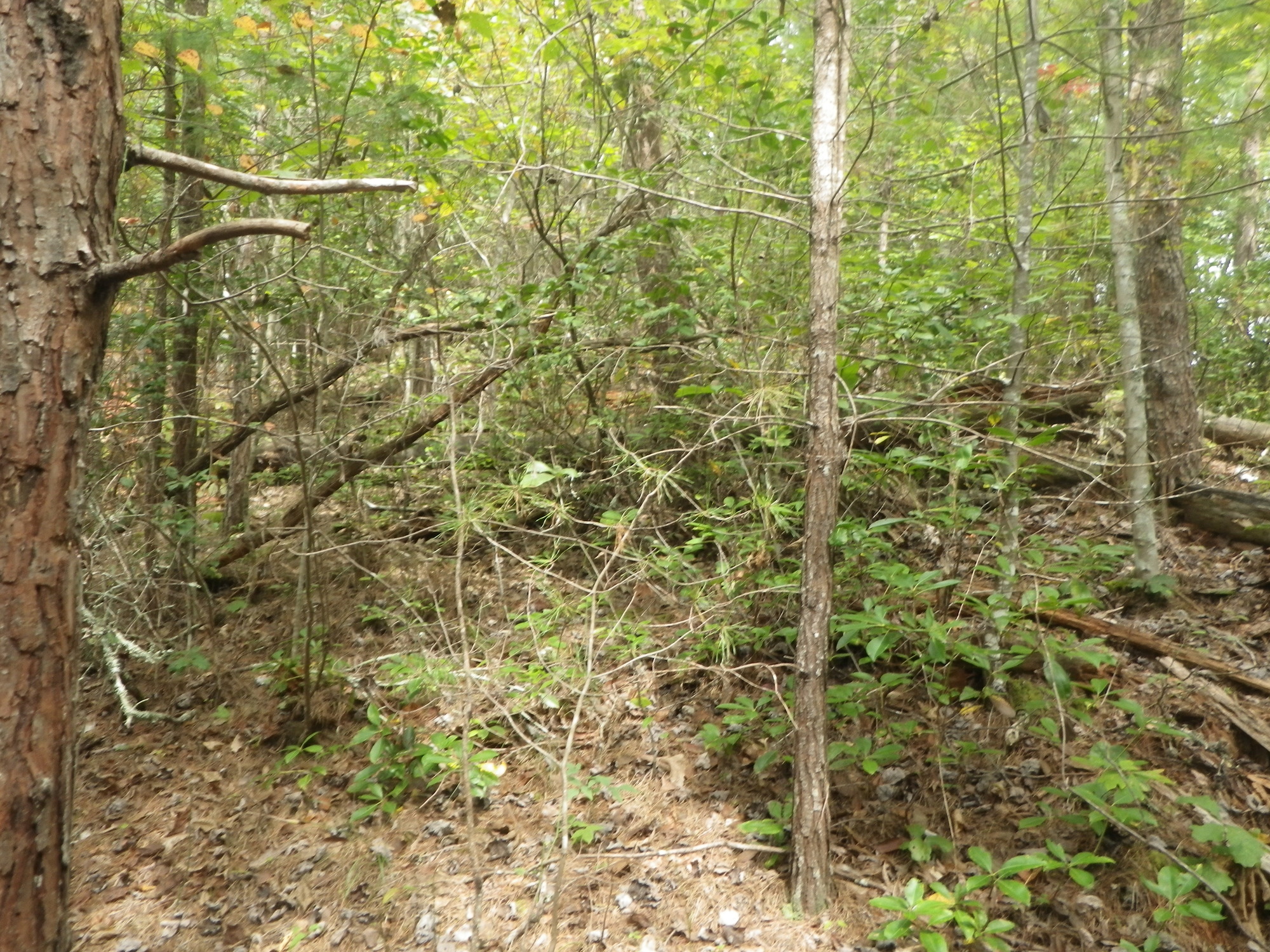 GRSM Accuracy Assessment. Plot Code: GRSM_AA_0326_2