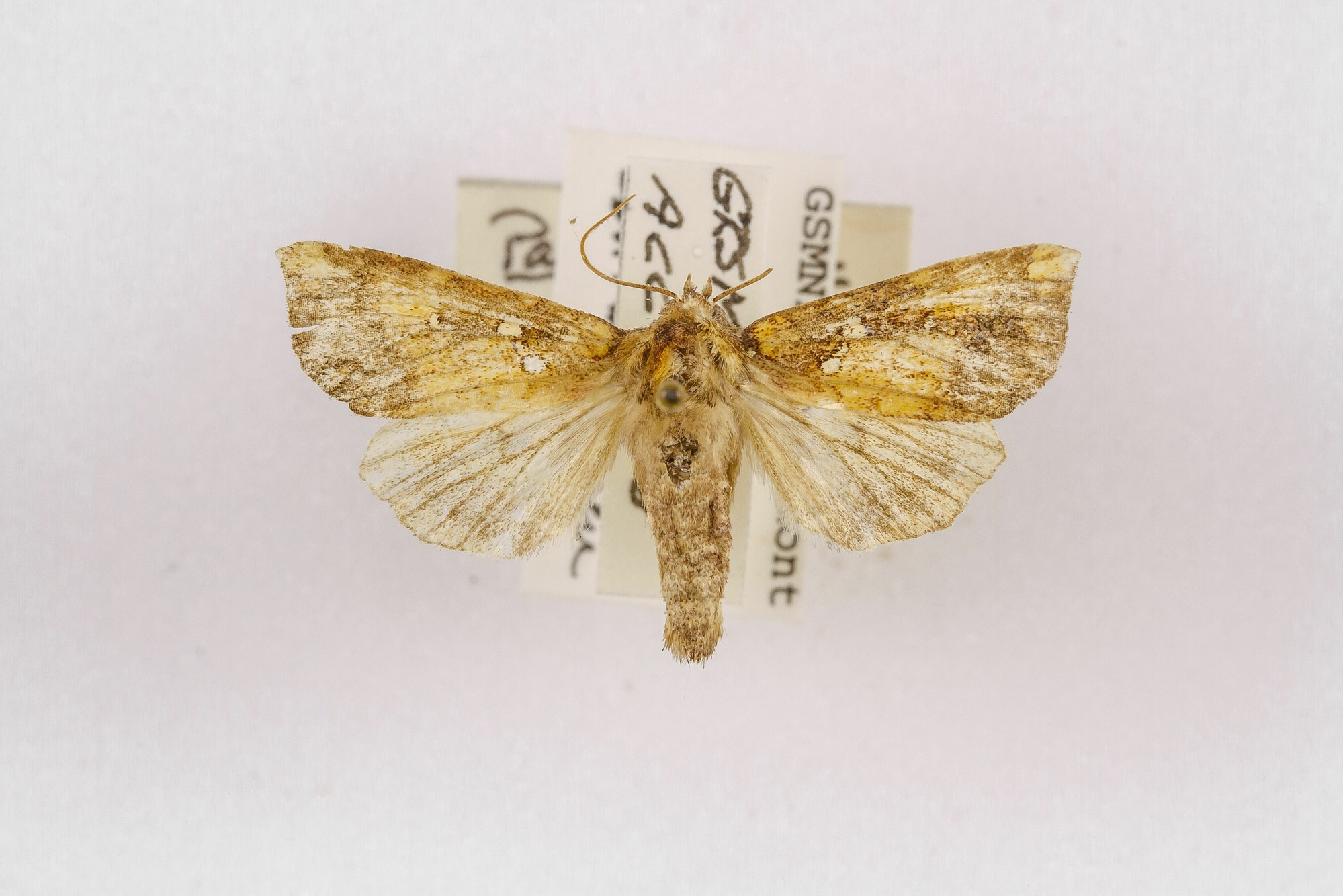 Image of Papaipema arctivorens, a species of Animalia