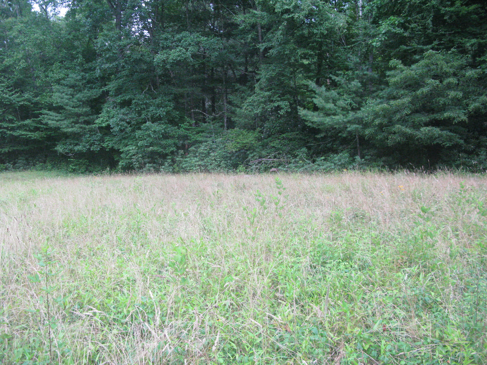 GRSM Accuracy Assessment. Plot Code: GRSM_AA_0730_3