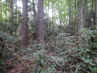 GRSM Accuracy Assessment. Plot Code: GRSM_AA_0499_4