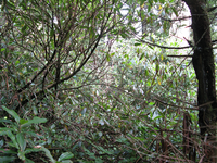 GRSM Accuracy Assessment. Plot Code: GRSM_AA_0904_5