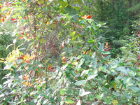 GRSM Accuracy Assessment. Plot Code: GRSM_AA_0528_4