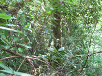 GRSM Accuracy Assessment. Plot Code: GRSM_AA_0762_5