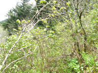 GRSM Accuracy Assessment. Plot Code: GRSM_AA_0881_3