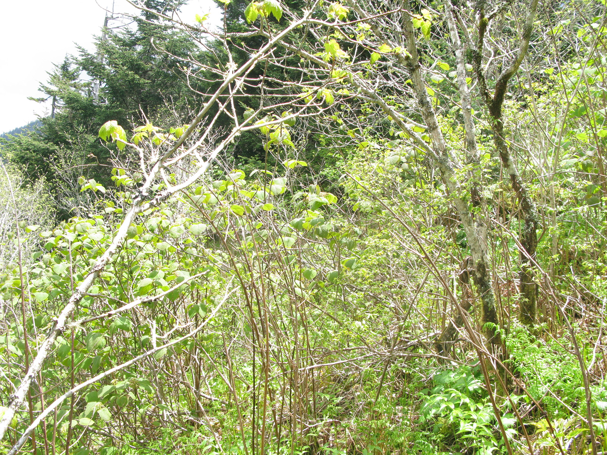 GRSM Accuracy Assessment. Plot Code: GRSM_AA_0881_3