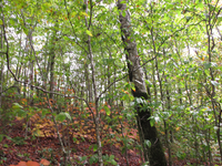 GRSM Accuracy Assessment. Plot Code: GRSM_AA_0039_3