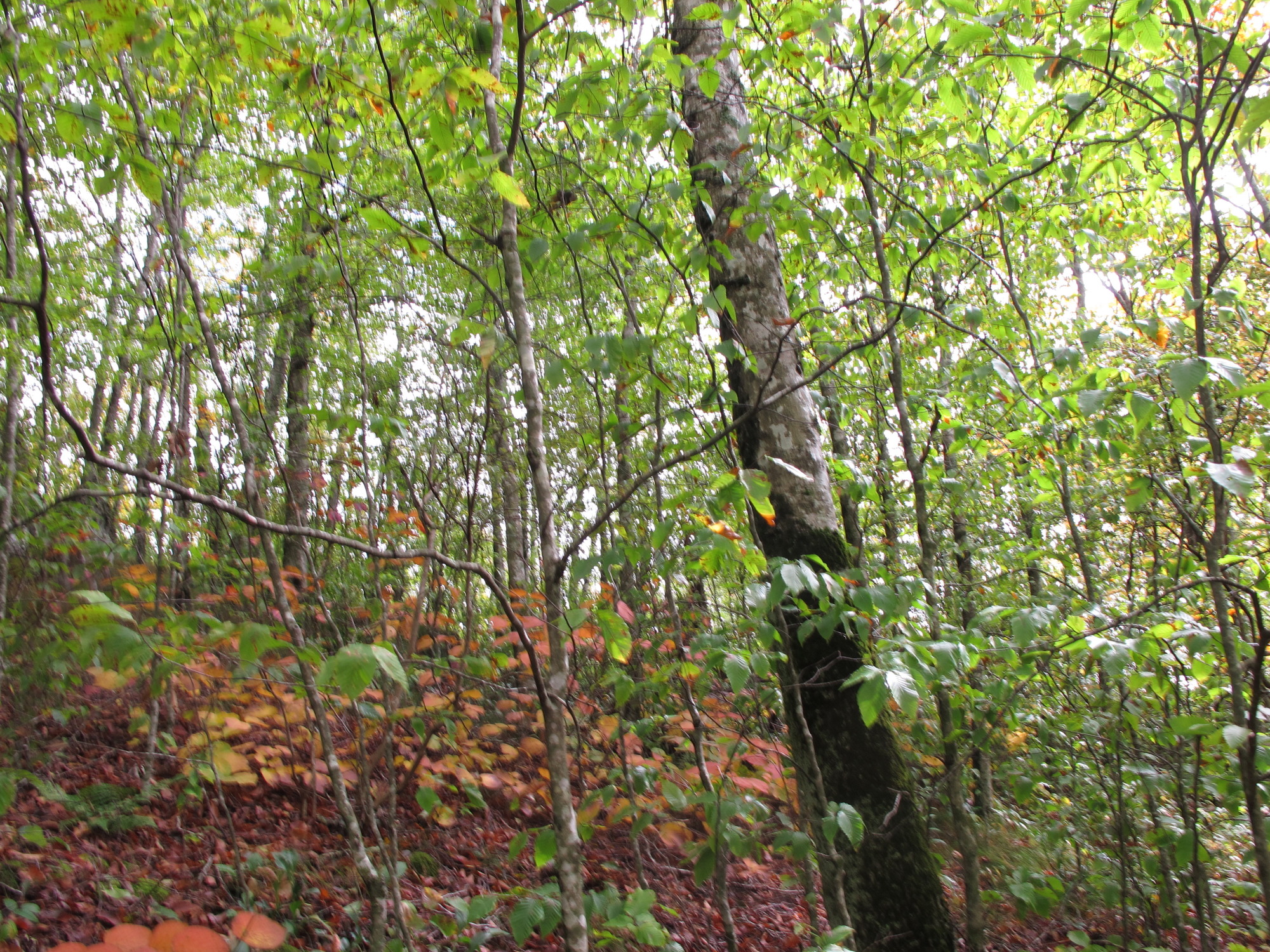 GRSM Accuracy Assessment. Plot Code: GRSM_AA_0039_3