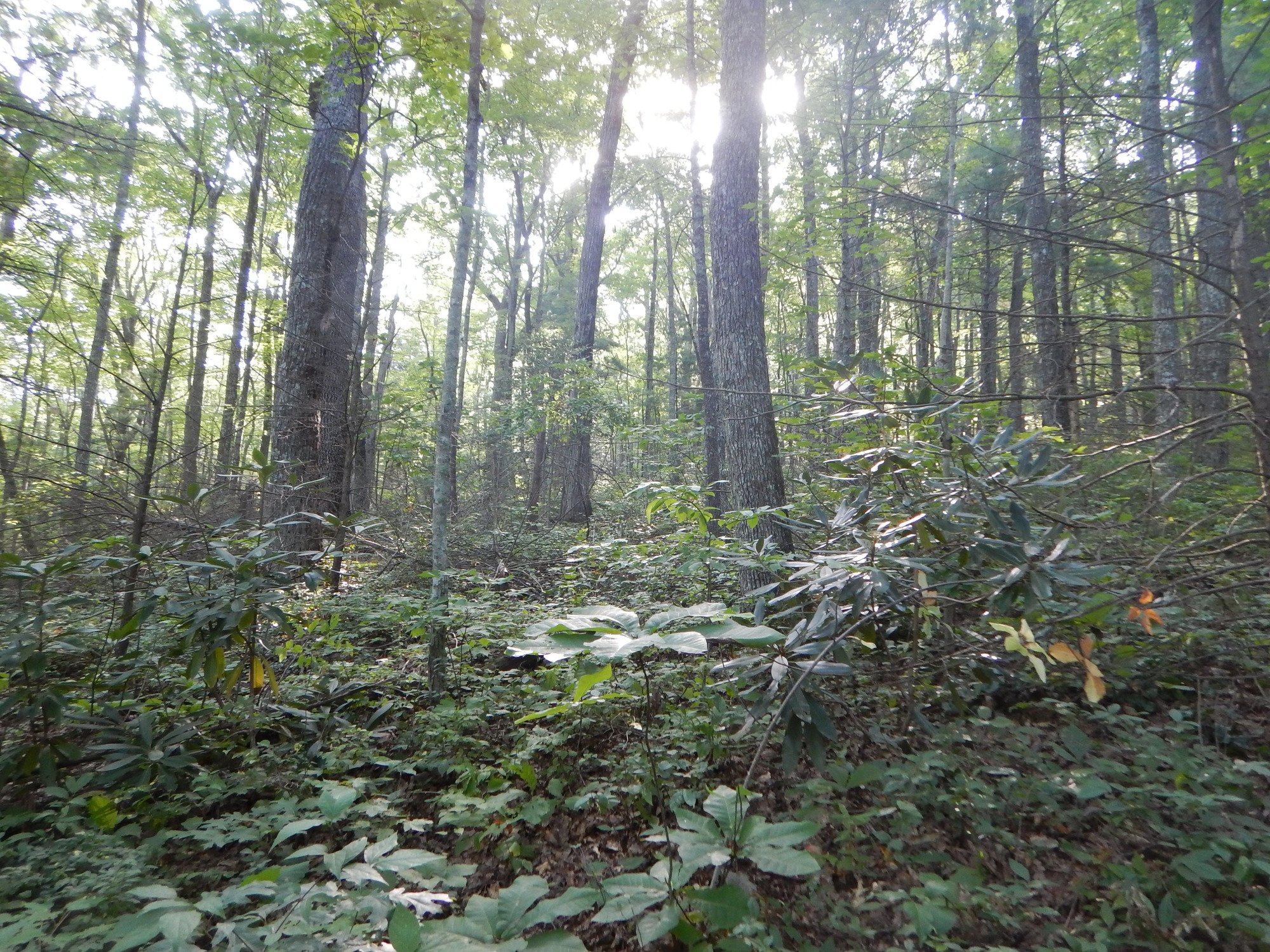 GRSM Accuracy Assessment. Plot Code: GRSM_AA_0681_3