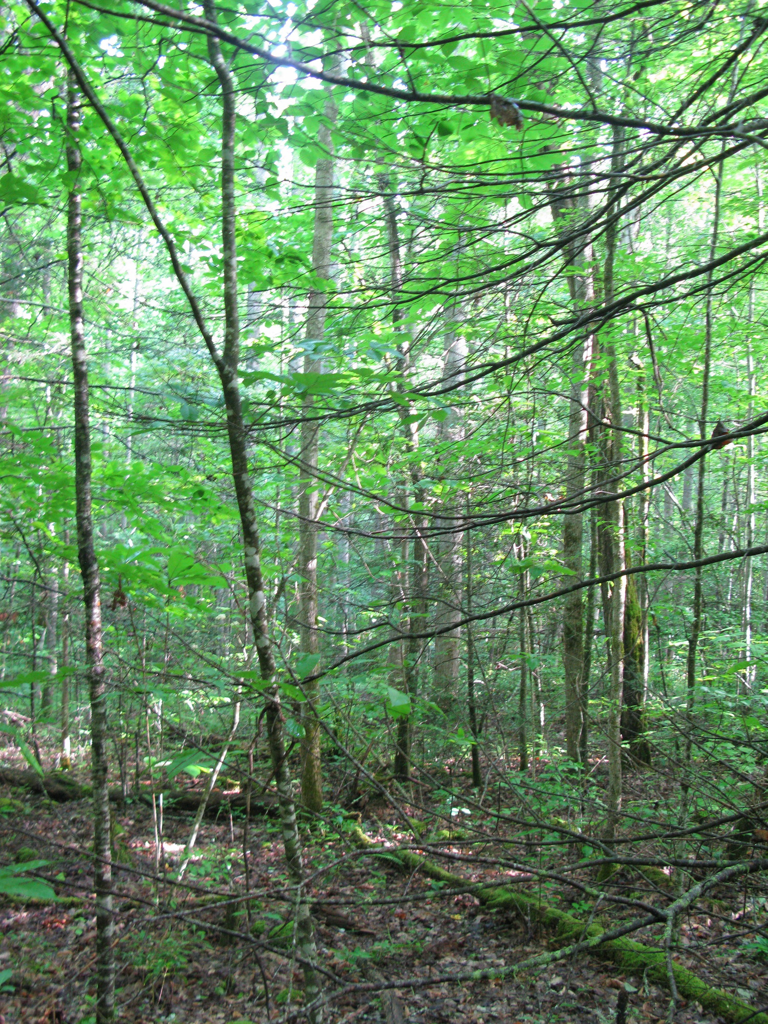 GRSM Accuracy Assessment. Plot Code: GRSM_AA_0129_2