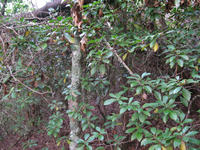 GRSM Accuracy Assessment. Plot Code: GRSM_AA_0184_5