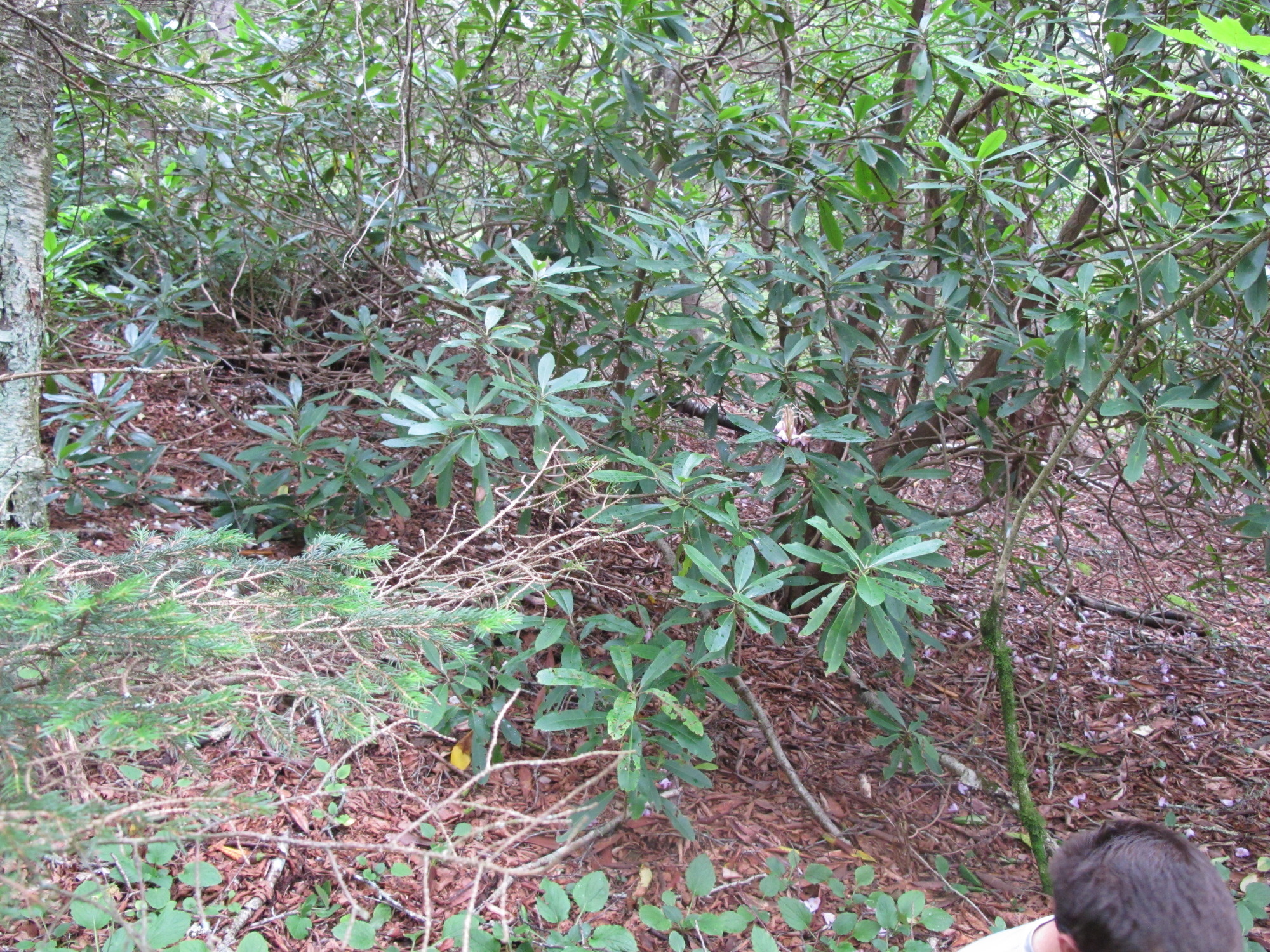 GRSM Accuracy Assessment. Plot Code: GRSM_AA_0160_3