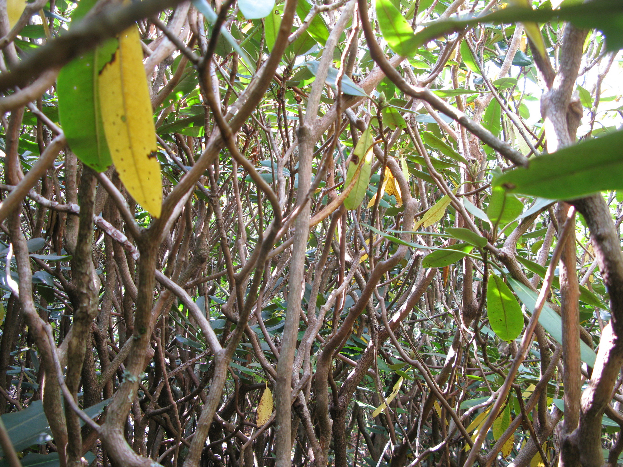 GRSM Accuracy Assessment. Plot Code: GRSM_AA_0981_4