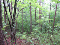 GRSM Accuracy Assessment. Plot Code: GRSM_AA_0397_4