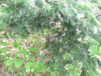 GRSM Accuracy Assessment. Plot Code: GRSM_AA_0881_5