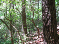 GRSM Accuracy Assessment. Plot Code: GRSM_AA_0045_6