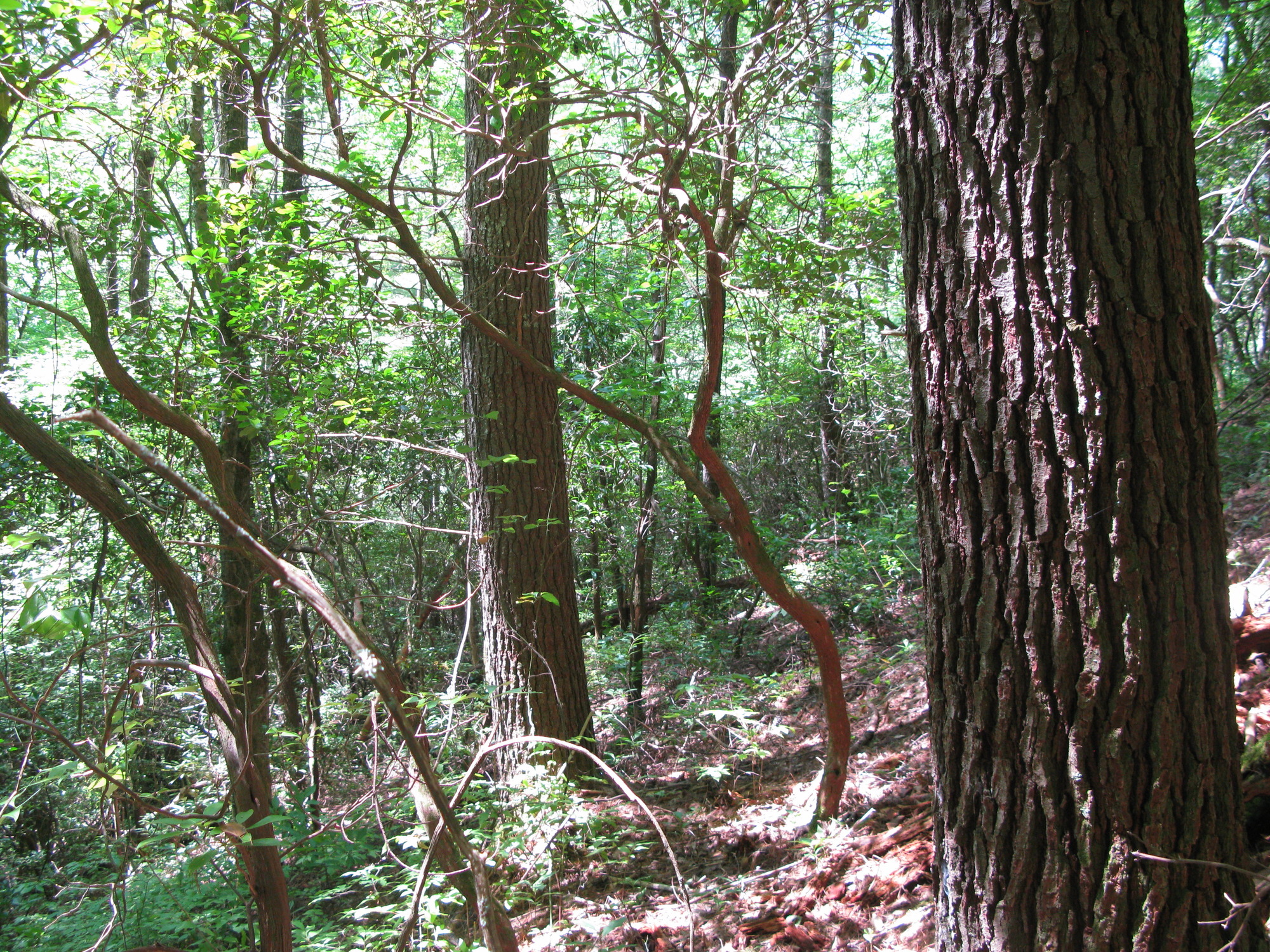 GRSM Accuracy Assessment. Plot Code: GRSM_AA_0045_6