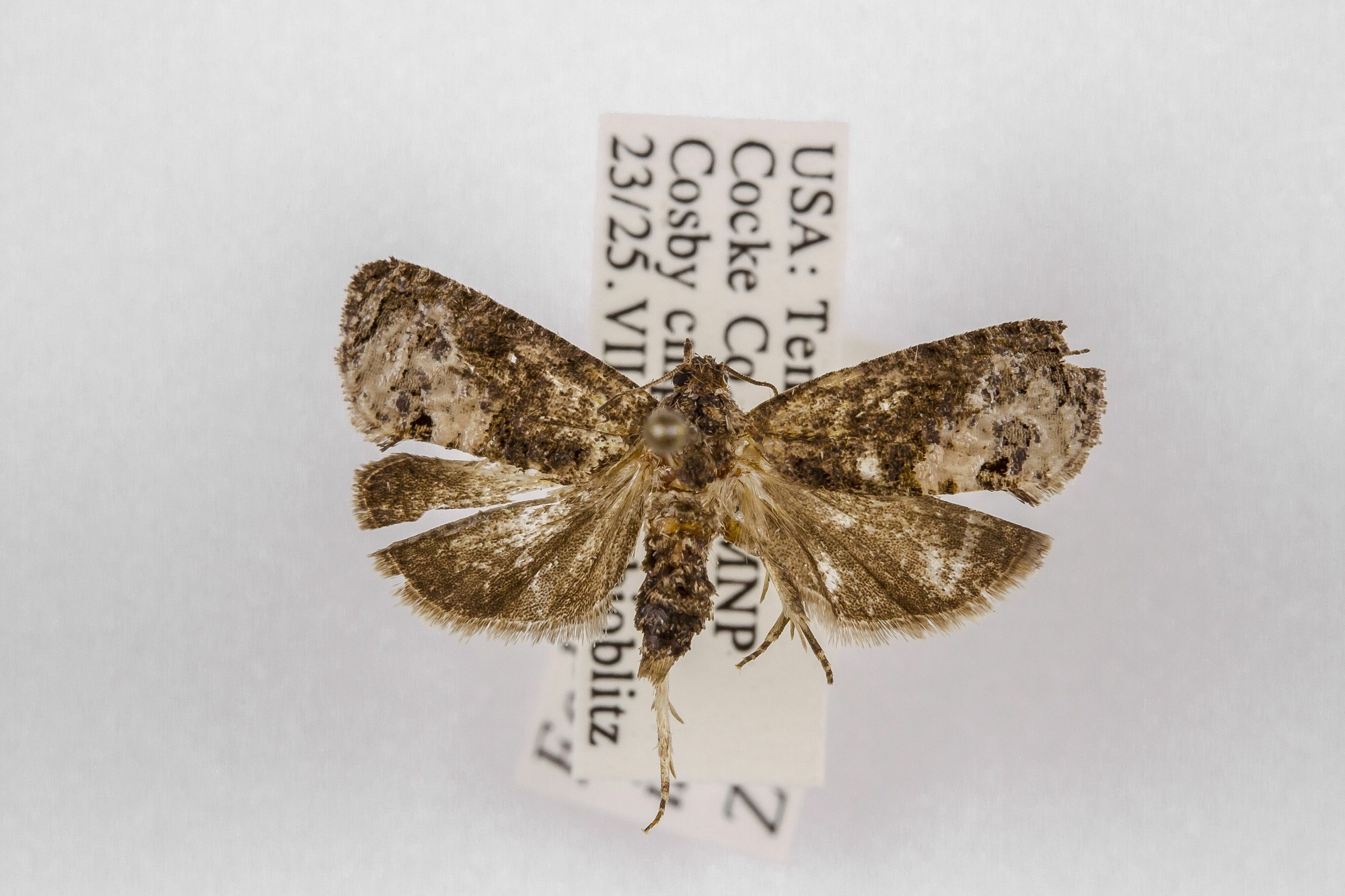 Image of Ecdytolopha insiticiana, a species of Animalia