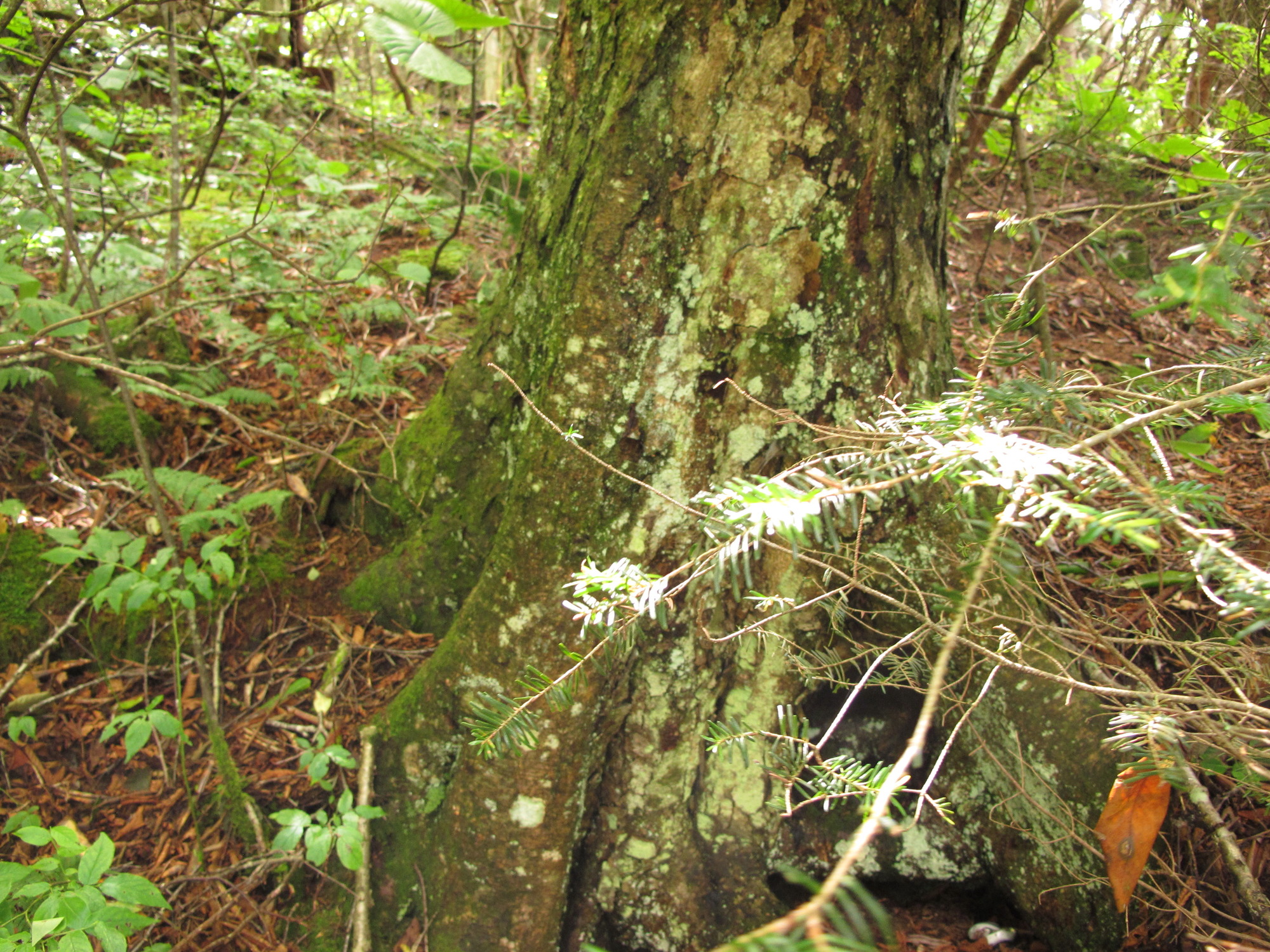 Plot Code: GRSM_AA_0582_4