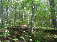 GRSM Accuracy Assessment. Plot Code: GRSM_AA_0338_2