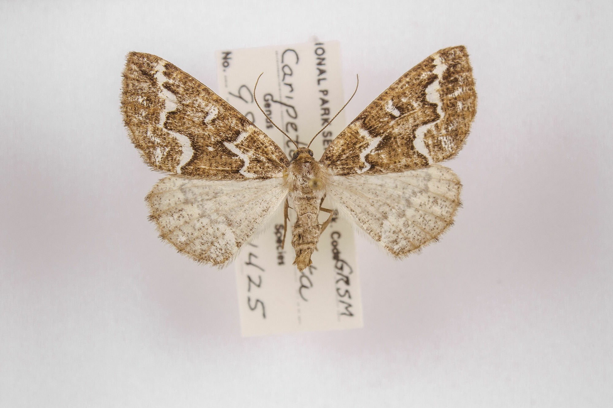 Image of Caripeta divisata, a species of Animalia