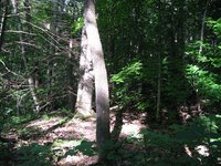 GRSM Accuracy Assessment. Plot Code: GRSM_AA_0056_5