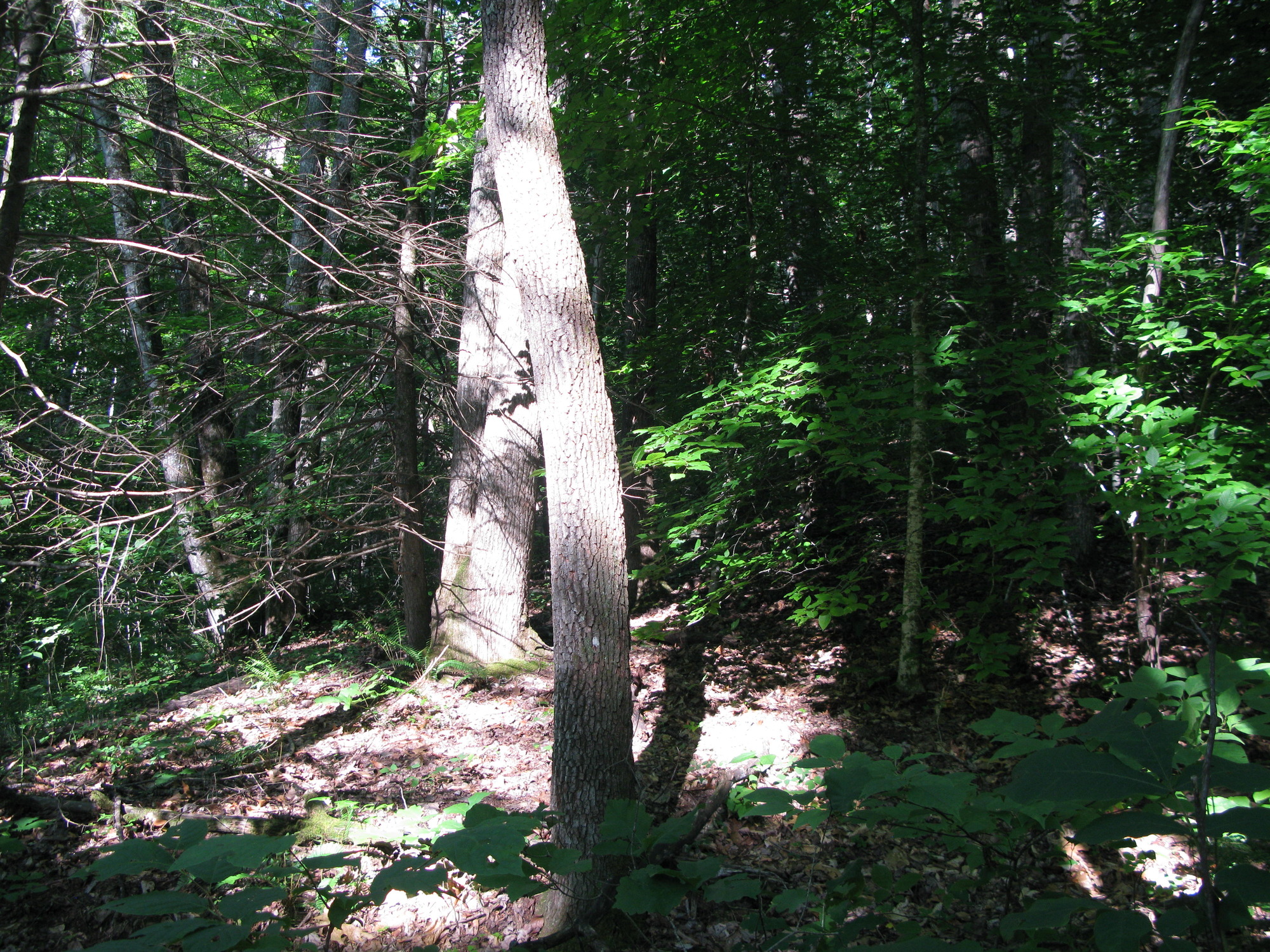 GRSM Accuracy Assessment. Plot Code: GRSM_AA_0056_5