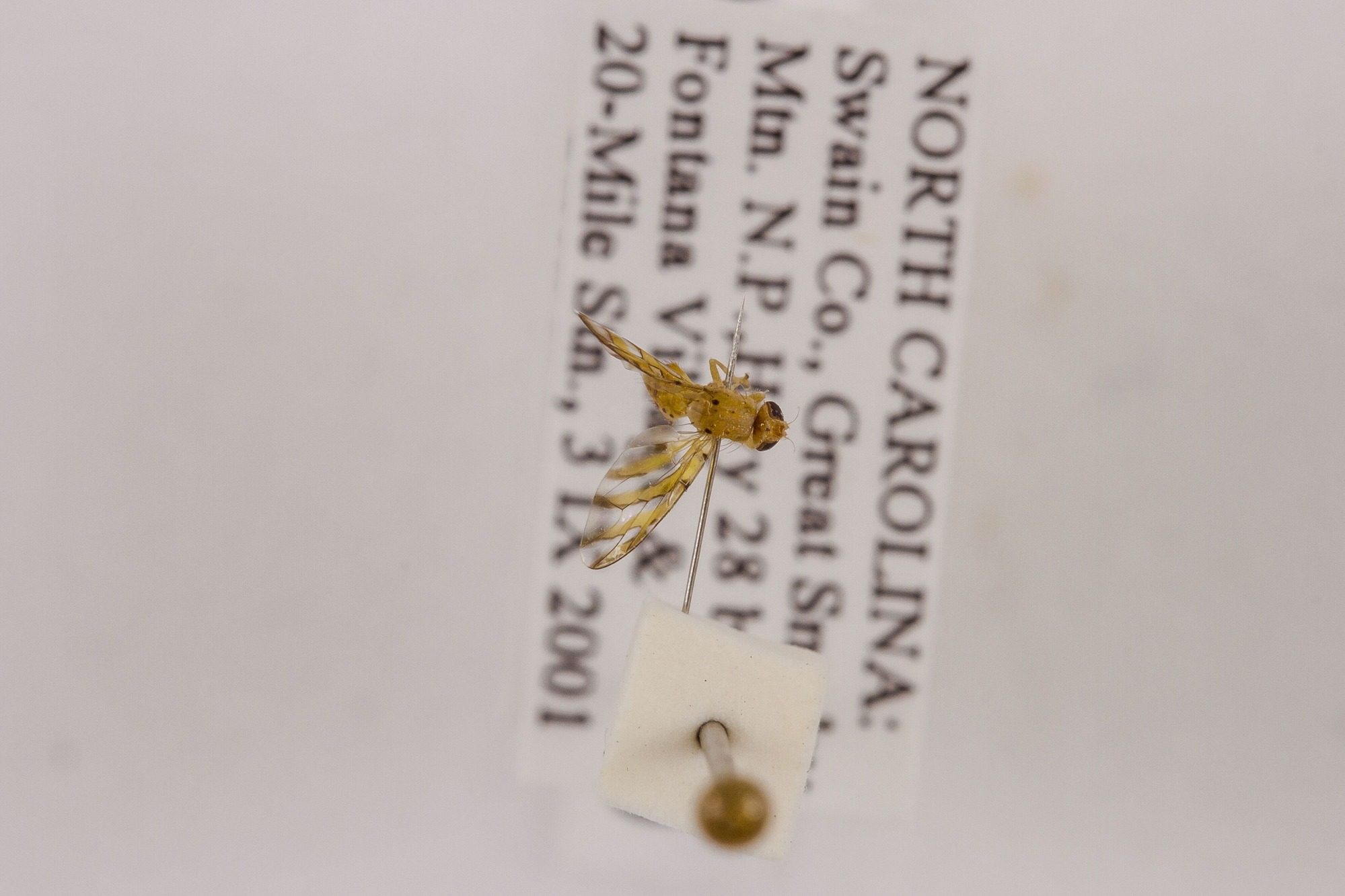 Image of Tomoplagia obliqua, a species of Animalia